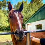 Thoroughbred Aftercare Alliance Success Stories: A New Chapter for Asuka